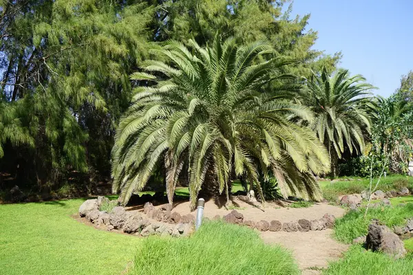 Phoenix kanarya palmiyesi ekim ayında büyüyor. Phoenix kanaryası (Kanarya Adası palmiyesi veya ananas palmiyesi), çiçekli bir bitki türüdür. Costa Calma, Fuerteventura, Kanarya Adaları, İspanya.