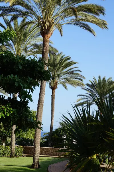 Anka Dactylifera palmiyeleri Kasım ayında büyür. Anka Dactylifera, palmiye palmiyesi veya hurma palmiyesi, palmiye familyasından bir bitki türü. Costa Calma, Fuerteventura, Las Palmas, İspanya.