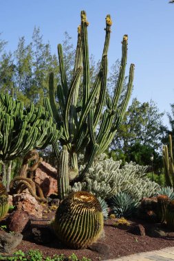 Stenocereus griseus ve diğer bitkiler ekim ayında büyür. Stenocereus griseus, Meksika organ borusu, hançer kaktüsü, pitaya ve pitayo de mayonez, bir kaktüs türüdür. Costa Calma, Fuerteventura, İspanya.