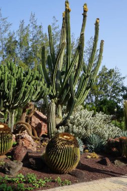 Stenocereus griseus and other plants grow in October. Stenocereus griseus, the Mexican organ pipe, dagger cactus, pitaya, and pitayo de mayo, is a species of cactus. Costa Calma, Fuerteventura, Spain. clipart