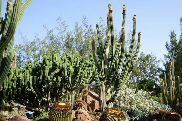 stock image Stenocereus griseus and other plants grow in October. Stenocereus griseus, the Mexican organ pipe, dagger cactus, pitaya, and pitayo de mayo, is a species of cactus. Costa Calma, Fuerteventura, Spain.