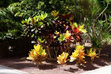 Kodiaeum varyasyonu sonbaharda büyür. Kodiaeum variegatum, ateş croton, bahçe croton, çeşitlendirilmiş croton, basitçe 'croton', Croton variegatum, Euphorbiaceae familyasından çiçek açan bir bitki türüdür. Costa Calma. 