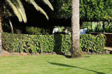 Kasım ayında büyüyen Schefflera arboricola çalıları. Heptapleurum arboricola, Schefflera arboricola, Araliaceae familyasından bir bitki türü. Costa Calma, Fuerteventura, İspanya.