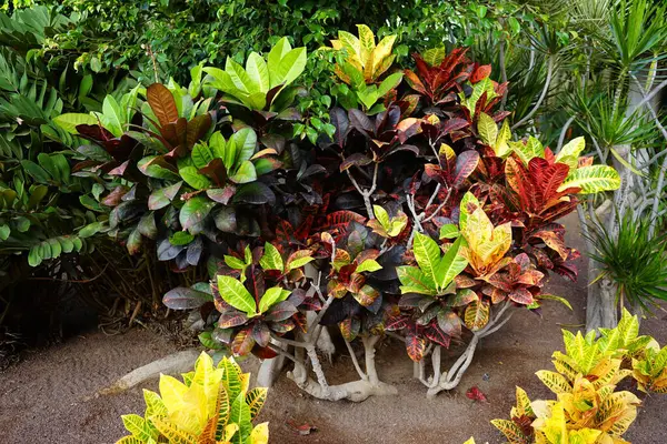 stock image Codiaeum variegatum grows in autumn. Codiaeum variegatum, fire croton, garden croton, variegated croton, simply 'croton', Croton variegatum is a species of Codiaeum, a genus of flowering plants, in the Euphorbiaceae, the spurge family. Costa Calma. 