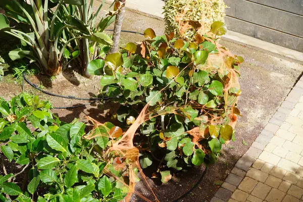 stock image Decorative orange web covers the Coccoloba uvifera bush and other plants on Halloween. Coccoloba uvifera, seagrape, baygrape is a species of tree and flowering plant in the buckwheat family, Polygonaceae. Costa Calma, Fuerteventura, Spain.