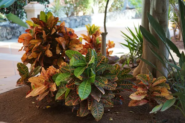 stock image Codiaeum variegatum grows in autumn. Codiaeum variegatum, fire croton, garden croton, variegated croton, simply 'croton', Croton variegatum is a species of Codiaeum, a genus of flowering plants, in the Euphorbiaceae, the spurge family. Costa Calma. 