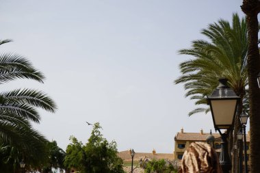 Corvus corax canariensis kuşu ekim ayında uçuyor. Sıradan bir kuzgun olan Corvus Corax, iri yarı, siyah bir kuşdur. Costa Calma, Fuerteventura, İspanya. 