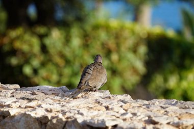 Streptopelia dekaocto kuşu Kasım ayında taş bir çitin üzerinde oturur. Avrasya güvercini, güvercin veya Türk güvercini Streptopelia decaocto, güvercin türüdür. Costa Calma, Fuerteventura, İspanya.