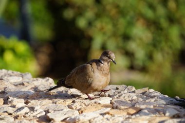 Streptopelia dekaocto kuşu Kasım ayında taş bir çitin üzerinde oturur. Avrasya güvercini, güvercin veya Türk güvercini Streptopelia decaocto, güvercin türüdür. Costa Calma, Fuerteventura, İspanya.