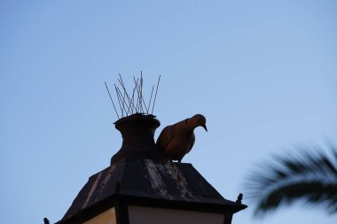 Streptopelia dekaocto kuşu sokak lambasına oturur. Avrasya güvercini, güvercin veya Türk güvercini Streptopelia decaocto, güvercin türüdür. Costa Calma, Fuerteventura, İspanya.