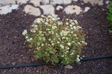 Argyranthemum frutescens blooms with white flowers in October in the garden. Argyranthemum frutescens, Paris daisy, marguerite or marguerite daisy, is a perennial plant known for its flowers. Costa Calma, Fuerteventura, Spain. clipart