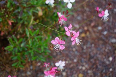 Gaura Lindheimeri ekim ayında çiçek açacak. Oenothera lindheimeri, Lindheimer 'ın arı çiçeği, beyaz gaura, pembe gaura, Lindheimer' ın saat kurdu, Hint tüyü, Oenothera 'nın bir türüdür. Costa Calma, Fuerteventura, İspanya.
