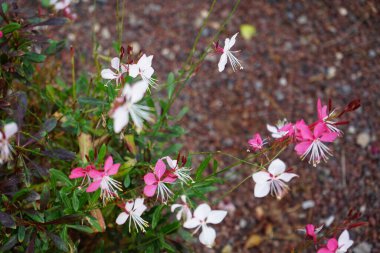 Gaura Lindheimeri ekim ayında çiçek açacak. Oenothera lindheimeri, Lindheimer 'ın arı çiçeği, beyaz gaura, pembe gaura, Lindheimer' ın saat kurdu, Hint tüyü, Oenothera 'nın bir türüdür. Costa Calma, Fuerteventura, İspanya.