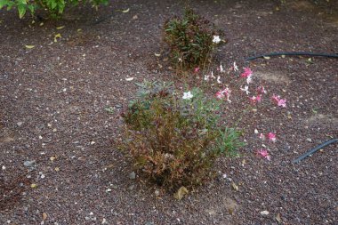 Gaura Lindheimeri ekim ayında çiçek açacak. Oenothera lindheimeri, Lindheimer 'ın arı çiçeği, beyaz gaura, pembe gaura, Lindheimer' ın saat kurdu, Hint tüyü, Oenothera 'nın bir türüdür. Costa Calma, Fuerteventura, İspanya.