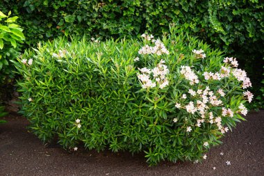 Neryum zakkum ekim ayında çiçek açar. Neryum zakkum ya da zakkum, dünya çapında ılıman ve subtropikal alanlarda bir süs bitkisi olarak yetiştirilmiş bir çalılıktır. Costa Calma, Fuerteventura, İspanya.