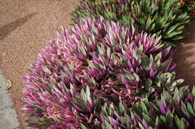 Tradescantia spathacea with variegated leaves grows in October. Tradescantia spathacea, the oyster plant, boatlily or 'Moses-in-the-cradle', is an herb in the Commelinaceae family. Costa Calma, Fuerteventura, Spain. clipart