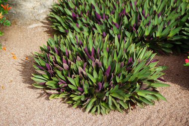 Tradescantia spathacea with variegated leaves grows in October. Tradescantia spathacea, the oyster plant, boatlily or 'Moses-in-the-cradle', is an herb in the Commelinaceae family. Costa Calma, Fuerteventura, Spain. clipart