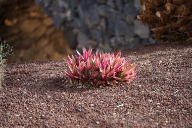 Tradescantia spathacea ve çeşitli yapraklar Ekim ayında yetişir. Tradescantia spathacea, Commelinaceae familyasından bir bitki türü olan istiridye bitkisi. Costa Calma, Fuerteventura, İspanya.