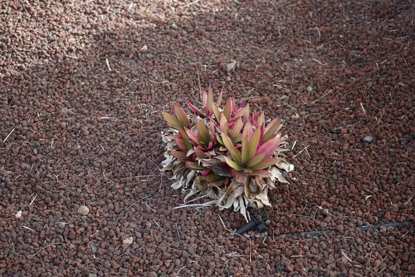 stock image Tradescantia spathacea with variegated leaves grows in October. Tradescantia spathacea, the oyster plant, boatlily or 'Moses-in-the-cradle', is an herb in the Commelinaceae family. Costa Calma, Fuerteventura, Spain.