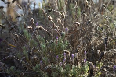 Lavandula dentata ekim ayında çiçek açar. Lavandula dentata, Lamiaceae familyasından bir lavanta türüdür. Costa Calma, Fuerteventura, İspanya.