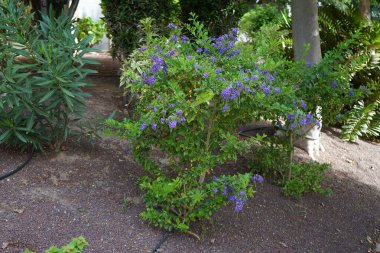 Duranta Ekim ayında mor çiçeklerle çiçek açar. Duranta erecta, Verbenaceae familyasından bir çalı türüdür. Costa Calma, Fuerteventura, İspanya.