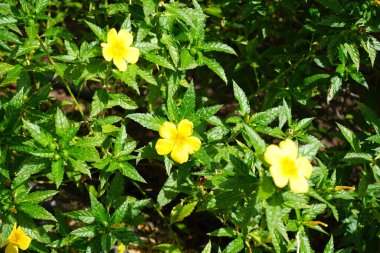 Turnera ulmifolia sonbaharda çiçek açar. Turnera ulmifolia (Ramkeçi dashalong veya sarı alder), Passifloraceae familyasından bir bitki türü. Costa Calma, Fuerteventura, İspanya. 