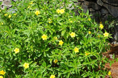 Turnera ulmifolia sonbaharda çiçek açar. Turnera ulmifolia (Ramkeçi dashalong veya sarı alder), Passifloraceae familyasından bir bitki türü. Costa Calma, Fuerteventura, İspanya. 