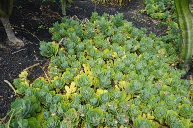 Kleinia cephalophora veya Senecio cephalophorus, Compton, Ekim ayında büyür. Kleinia, ayçiçeği familyasından bir bitki cinsidir. Costa Calma, Fuerteventura, İspanya.