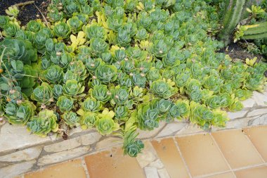 Kleinia cephalophora veya Senecio cephalophorus, Compton, Ekim ayında büyür. Kleinia, ayçiçeği familyasından bir bitki cinsidir. Costa Calma, Fuerteventura, İspanya.
