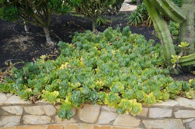 Kleinia cephalophora veya Senecio cephalophorus, Compton, Ekim ayında büyür. Kleinia, ayçiçeği familyasından bir bitki cinsidir. Costa Calma, Fuerteventura, İspanya.