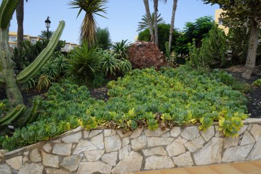 Kleinia cephalophora veya Senecio cephalophorus, Compton, Ekim ayında büyür. Kleinia, ayçiçeği familyasından bir bitki cinsidir. Costa Calma, Fuerteventura, İspanya.