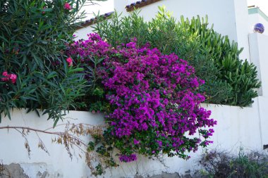 Bougainvillea glabra ve Nerium zakkum ekim ayında çiçek açar. Bougainvillea glabra, kartonpiyergiller (Bougainvillea) familyasından bir glabra türü. Esquinzo, Fuerteventura, Las Palmas, İspanya. 