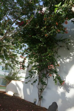 Bougainvillea glabra ekim ayında pembe-turuncu çiçeklerle çiçek açar. Bougainvillea glabra, kartonpiyergiller (Bougainvillea) familyasından bir glabra türü. Esquinzo, Fuerteventura, Las Palmas, İspanya. 