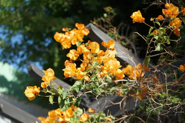 stock image Bougainvillea x buttiana blooms with orange flowers in October. Bougainvillea x buttiana is a flowering plant, a garden hybrid of Bougainvillea glabra and Bougainvillea peruviana. Esquinzo, Fuerteventura, Las Palmas, Spain. 