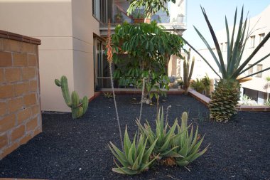 Aloe Vera ekim ayında bahçede portakal sarısı çiçeklerle çiçek açar. Aloe vera, Aloe cinsinin sulu bir bitki türüdür. Esquinzo, Fuerteventura, Las Palmas, Kanarya Adaları, İspanya.