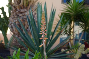 Aloe Vera ekim ayında bahçede portakal sarısı çiçeklerle çiçek açar. Aloe vera, Aloe cinsinin sulu bir bitki türüdür. Esquinzo, Fuerteventura, Las Palmas, Kanarya Adaları, İspanya.