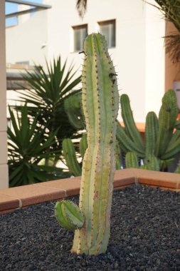 Myrtillocactus geometrizans grows in a flower bed in October. Myrtillocactus geometrizans, bilberry cactus, whortleberry cactus, blue myrtle cactus, or blue candle, is a species of cactus in the genus Myrtillocactus. Esquinzo, Fuerteventura, Spain.  clipart