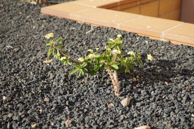 Euphorbia milisi Ekim ayında sarı çiçeklerle çiçek açar. Euphorbia milii, dikenli taç, İsa bitkisi ya da İsa 'nın dikeni olarak da bilinir, öforbiaceae familyasından bir bitki türüdür. Esquinzo, Fuerteventura, Las Palmas, İspanya. 