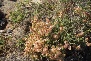 Soda zıt folisi ekim ayında açık pembe çiçeklerle çiçek açar. Soda kontritifolia, Amaranthaceae familyasından bir çalı türüdür. Esquinzo, Fuerteventura, Las Palmas, Kanarya Adaları, İspanya. 