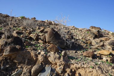 Ekim ayında kayalık topraklarda kuru bitki örtüsüyle manzara. Esquinzo, Fuerteventura, Las Palmas, Kanarya Adaları, İspanya.
