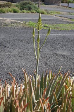 Aloe Vera, ekim ayında bahçede sarı çiçeklerle çiçek açar. Aloe vera, Aloe cinsinin sulu bir bitki türüdür. Esquinzo, Fuerteventura, Las Palmas, Kanarya Adaları, İspanya.