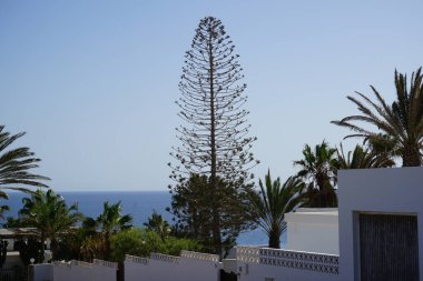 Araucaria heterofilla ekim ayında yetişir. Araucaria heterofilla, Syn. A. Excelsa ya da Norfolk çamı, Araucariaceae familyasından bir kozalak türüdür. Esquinzo, Fuerteventura, Las Palmas, Kanarya Adaları, İspanya.