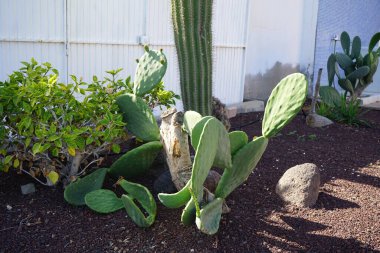 Opuntia ficus-indica grows against the background of Pachycereus pringlei cactus in October. Opuntia ficus-indica, the Indian fig opuntia, fig opuntia or prickly pear, is a species of cactus. Esquinzo, Fuerteventura, Las Palmas, Canary Islands, Spain clipart