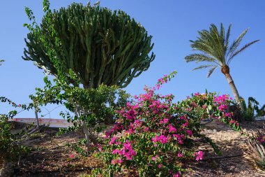 Bougainvillea glabra, Ekim ayında Euphorbia murielii 'nin arka planına karşı mor çiçeklerle çiçek açar. Bougainvillea glabra, kartonpiyergiller (Bougainvillea) familyasından bir glabra türü. Esquinzo, Fuerteventura, İspanya.