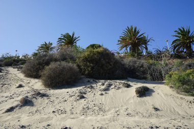 Ekim ayında Atlantik Okyanusu yakınlarındaki Playa de Esquinzo 'daki Esquinzo sahilinin yüksek kumlu manzarası. Esquinzo, Fuerteventura, Las Palmas, Kanarya Adaları, İspanya. 