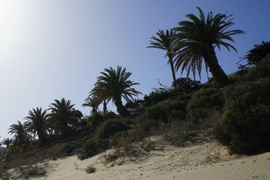 Launaea ağaç kesimleri, Phoenix kanaryaları ve diğer bitkiler Ekim ayında Atlantik Okyanusu yakınlarındaki Playa de Esquinzo, Esquinzo Sahili 'nin yüksek kumlu sahillerinde yetişir. Launaea arborescens, Asteraceae familyasından bir bitki türü. Esquinzo.. 