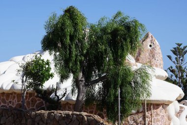 Acacia salicina, Ekim ayında Sugarhouse Oceania Fuerteventura bahçesinde yetişir. Acacia salicina, Cooba, yerli söğüt, söğüt ağacı, Broughton söğüdü, sardalya, siyah sallee ve siyah gagalı dikensiz bir akasya türüdür. Esquinzo, İspanya 