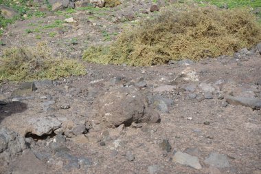 Atlantoxerus getulus Ekim ayında Fuerteventura adasında yaşar. Barbar sincap (