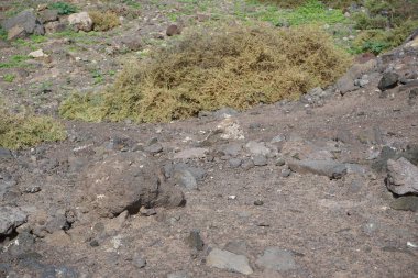 Atlantoxerus getulus Ekim ayında Fuerteventura adasında yaşar. Barbar sincap (
