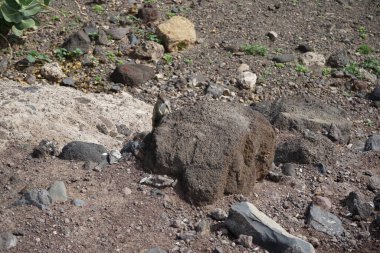 Atlantoxerus getulus Ekim ayında Fuerteventura adasında yaşar. Barbar sincap (